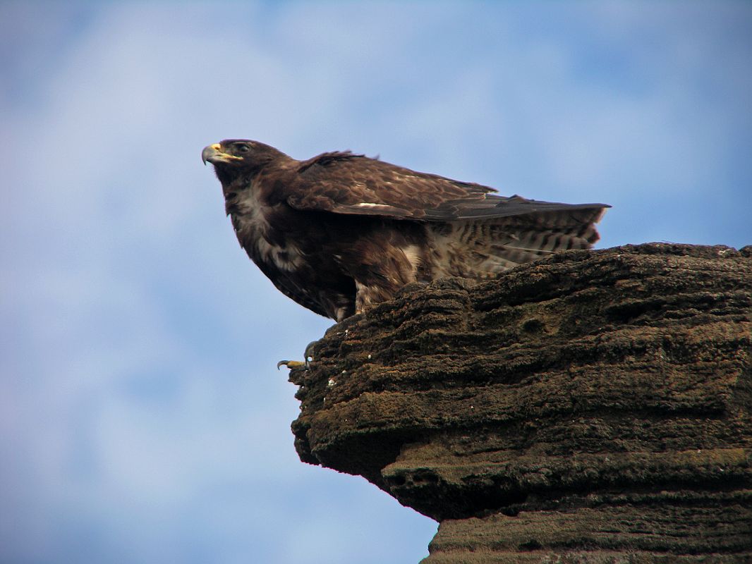 Galapagos 6-1-05 Santiago Puerto Egas Galapagos Hawk